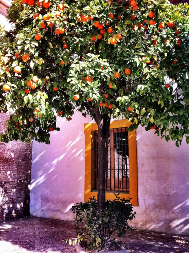 The classic Seville Orange casting shade on the corner of a square in Seville