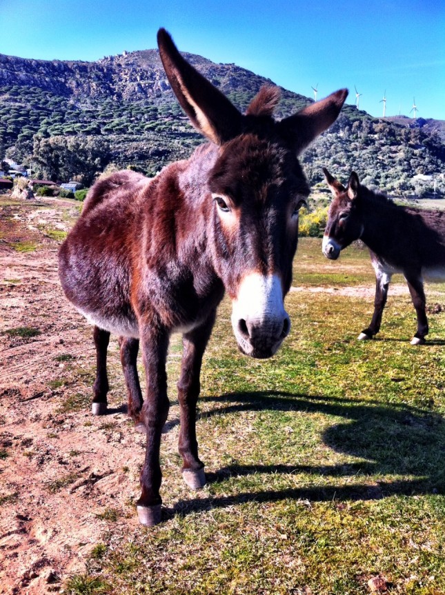 Donkeys near Tarifa - the 'Jack' was a very 'talented' chap, which probably explains why this one appears pregnant