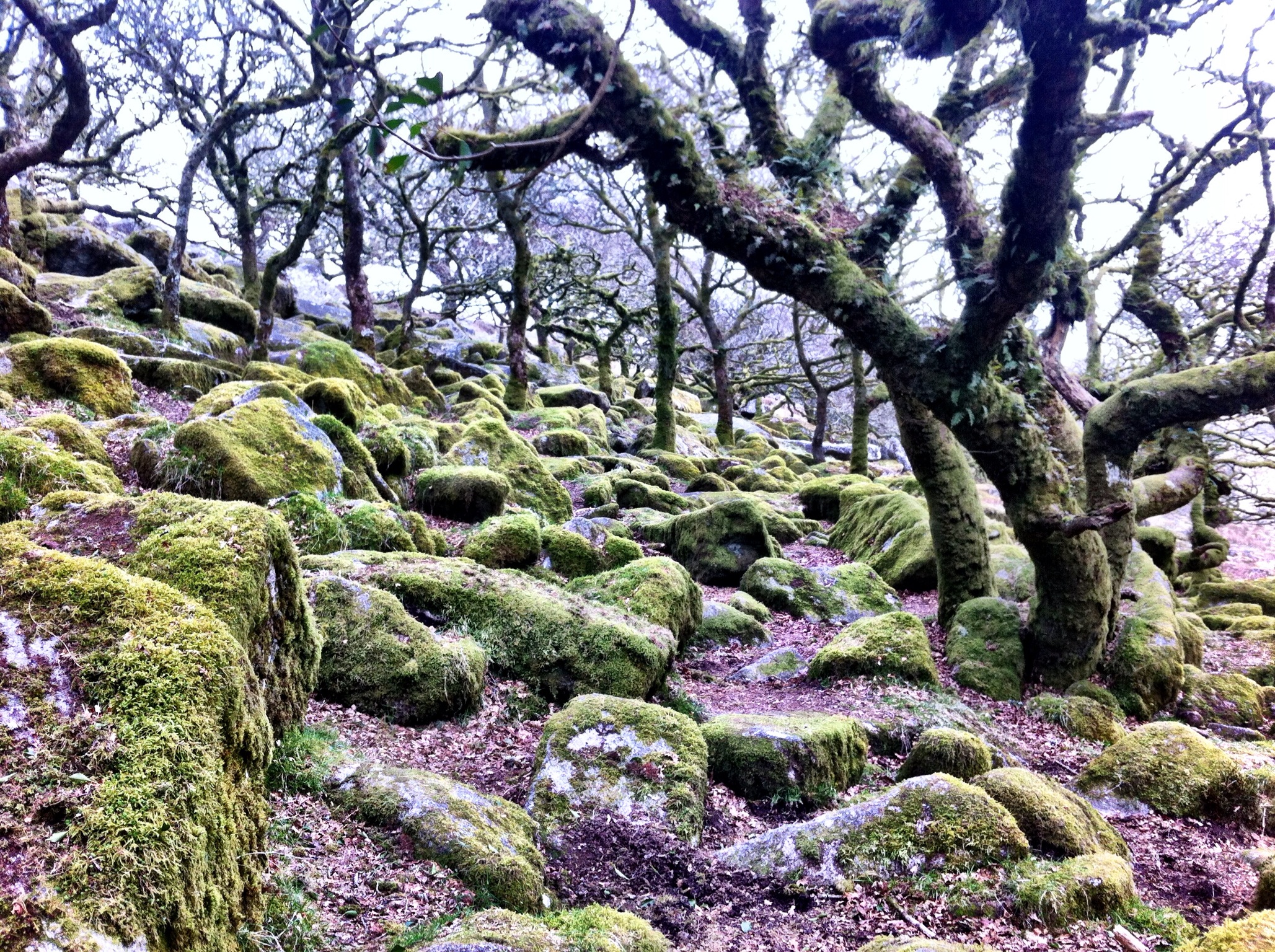 Wistman’s Wood, Dartmoor