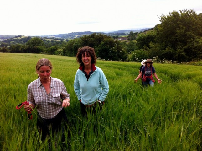 Caroline, Mel, Kate and Paul wading through the Barley