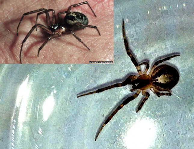 A False Widow Spider?
