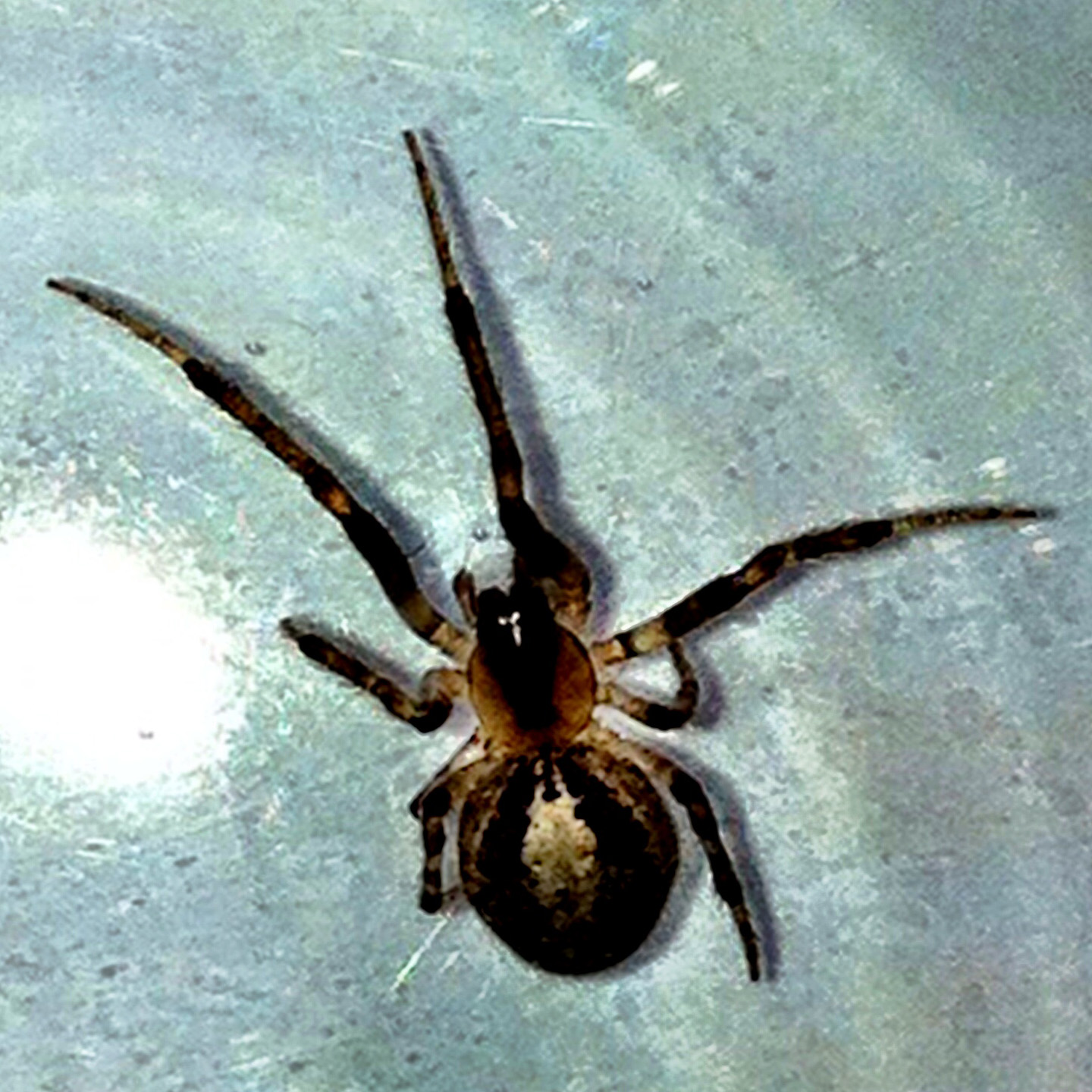 False Widow Spider Maybe?